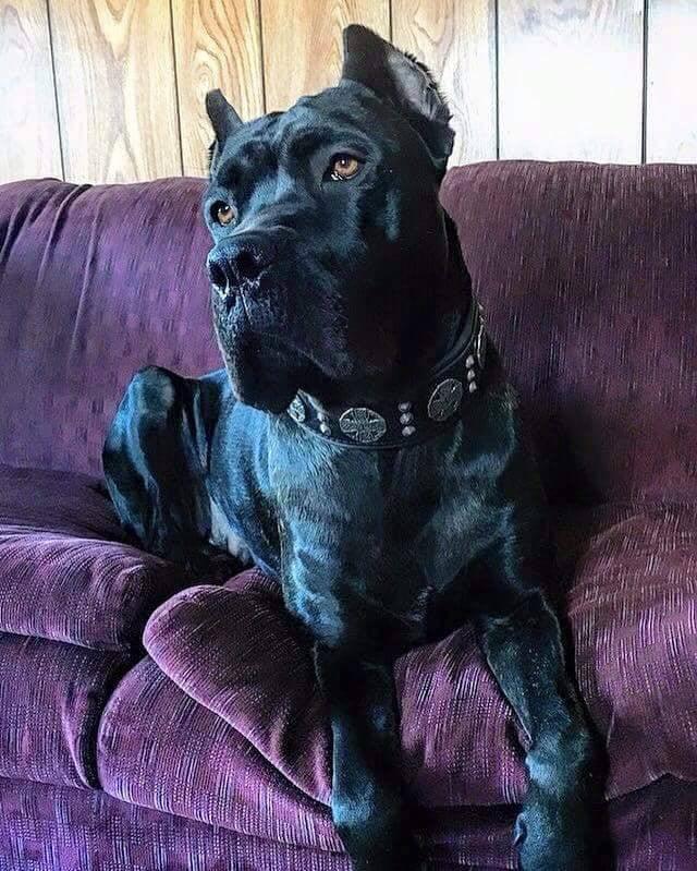 Maximus Collar Black