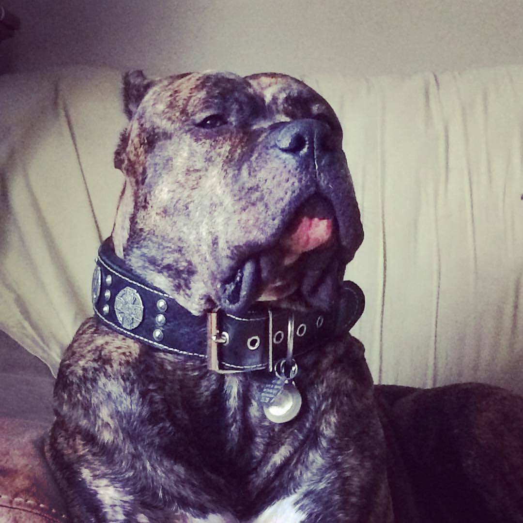 Maximus Leash Black