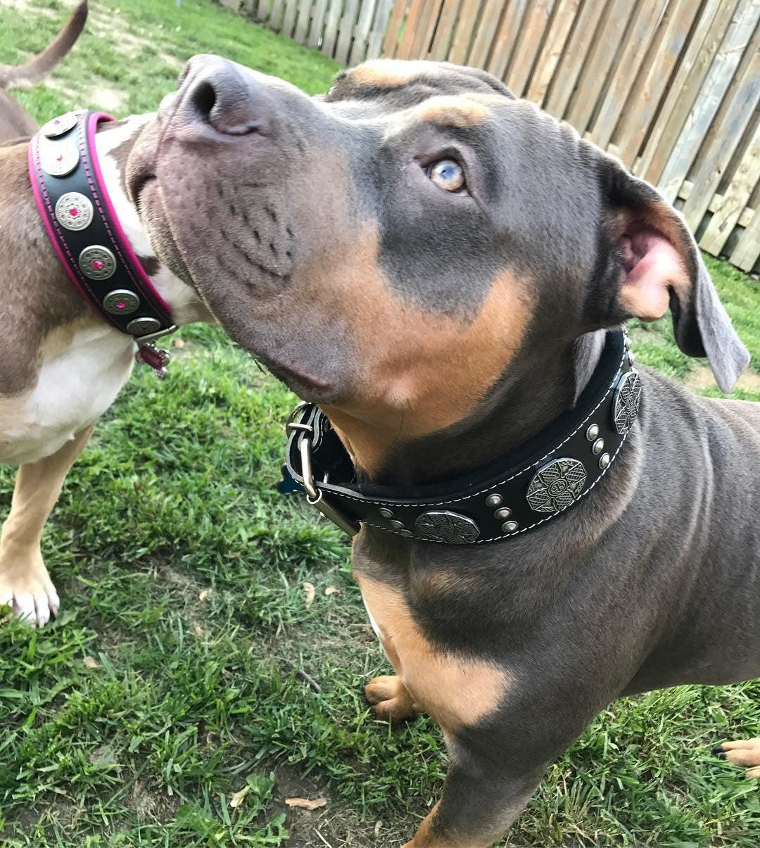 Maximus Leash Black