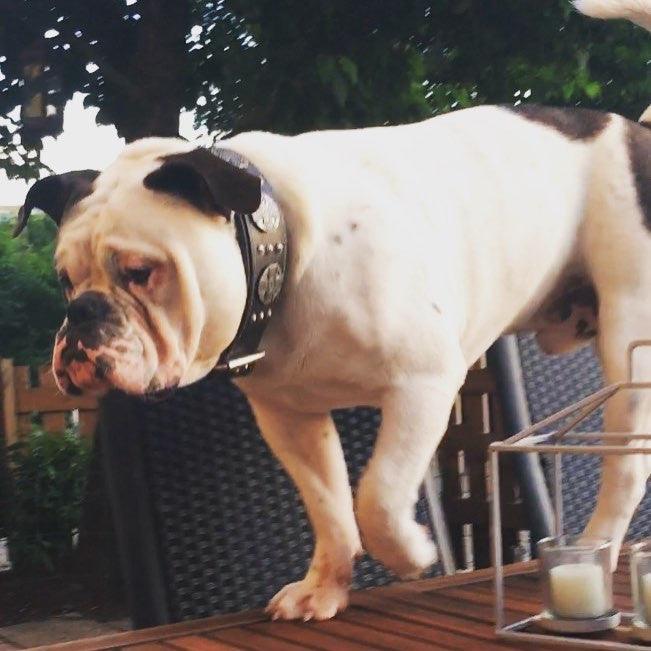 Maximus Leash Black