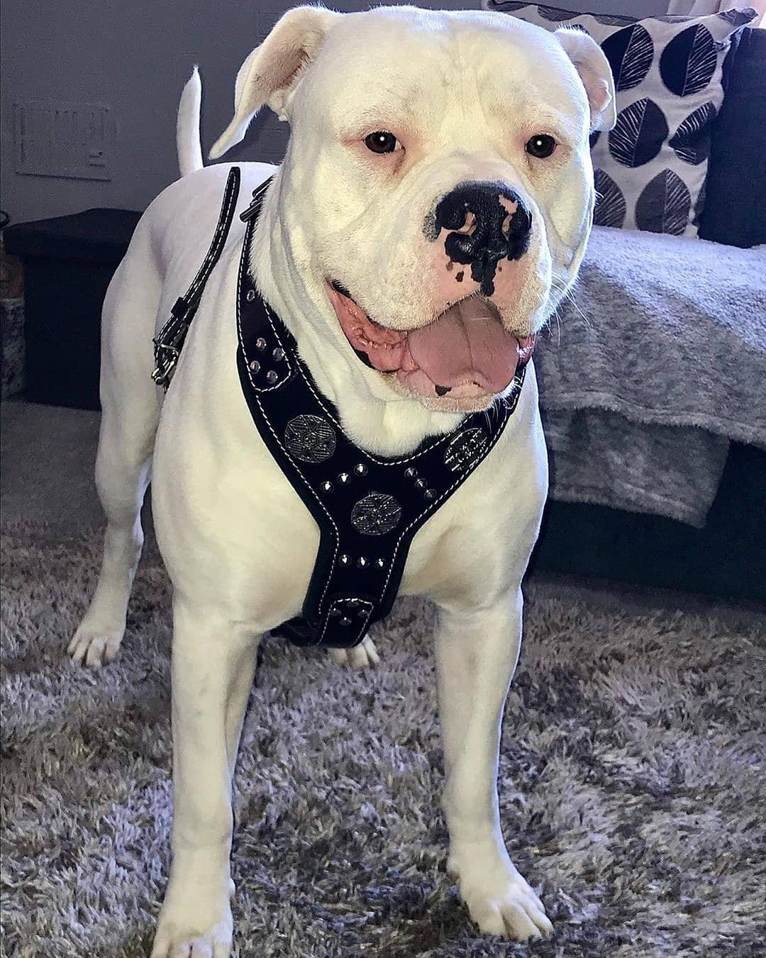 Maximus Harness Black
