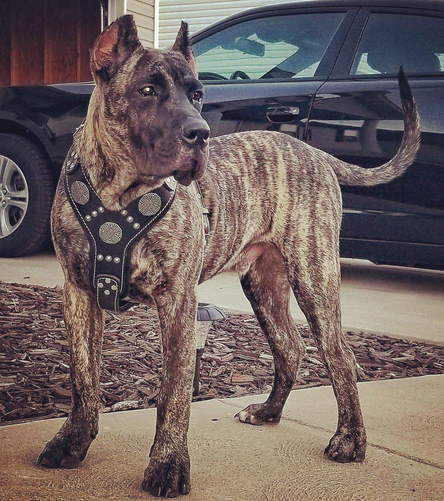 Maximus Harness Black