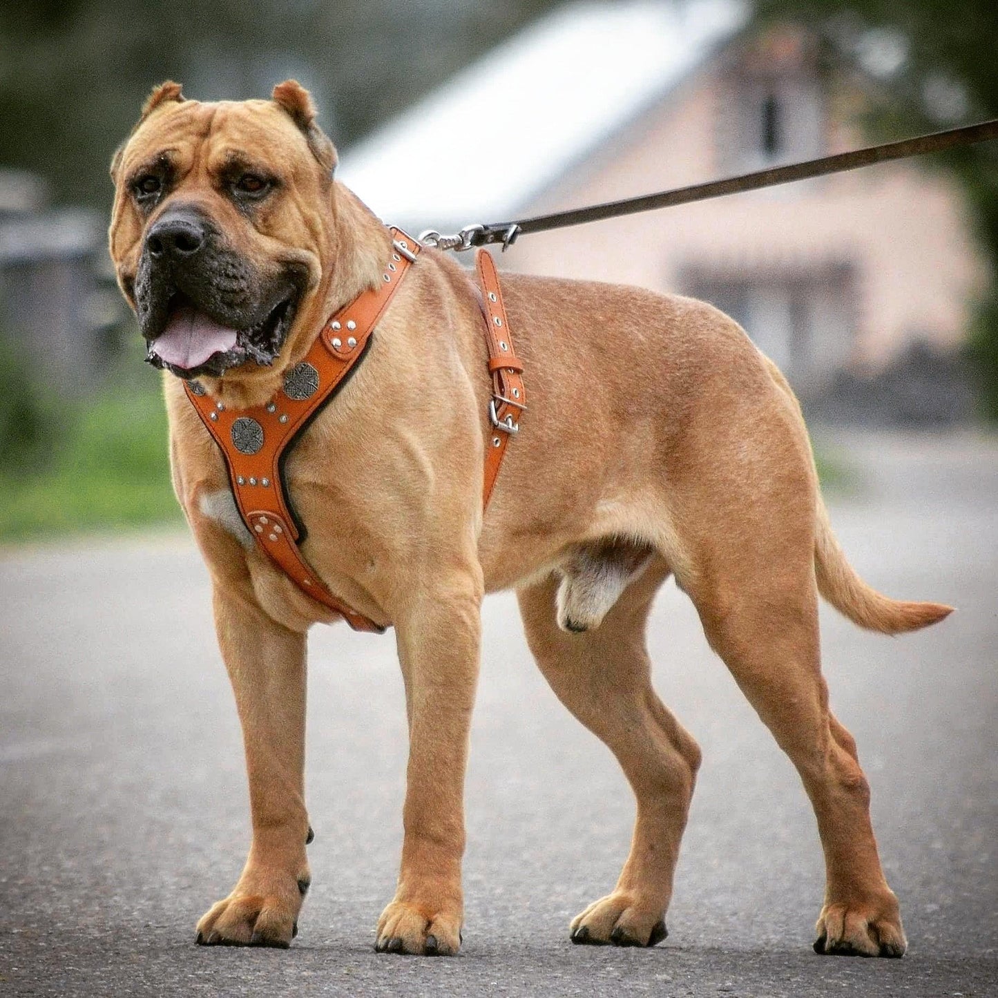 Maximus Harness Black