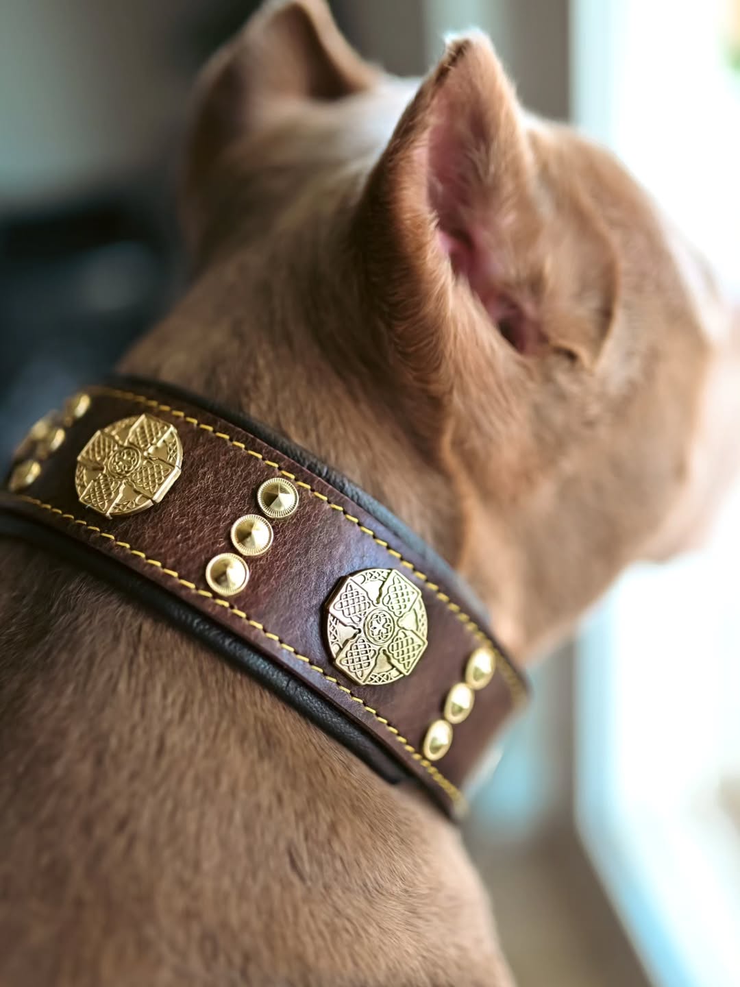 The "Maximus" collar 2.5 inch wide brown & gold-3