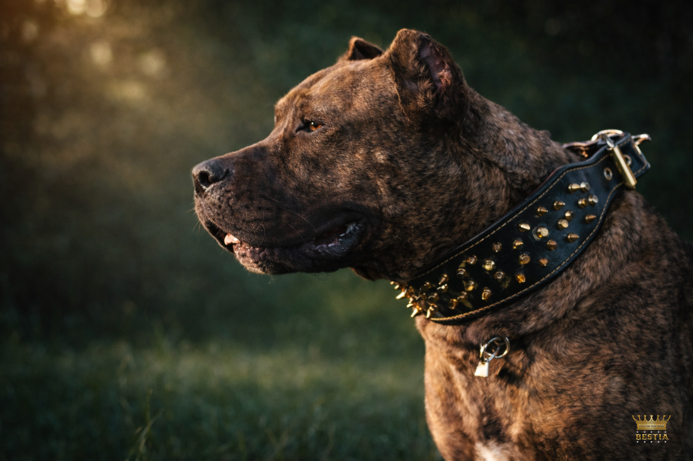 Custom mix and match leather dog collars harnesses and leashes for giant breed dogs
