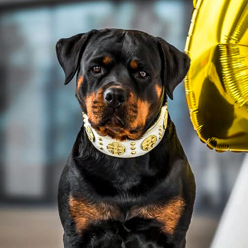 "Maximus" Collar White